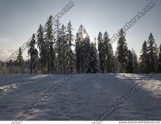 background forest winter 0004